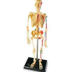 Anatomimodel - Skelet