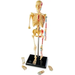Anatomimodel - Skelet