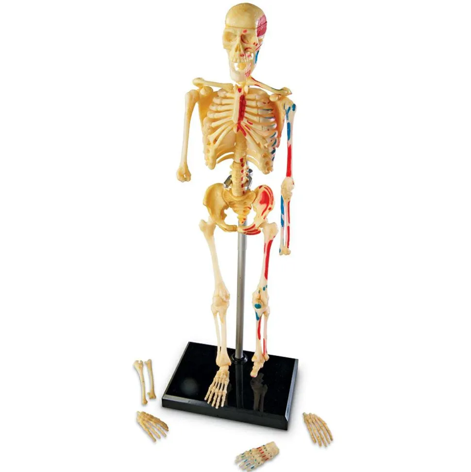 Anatomimodel - Skelet