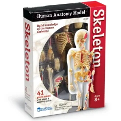 Anatomimodel - Skelet