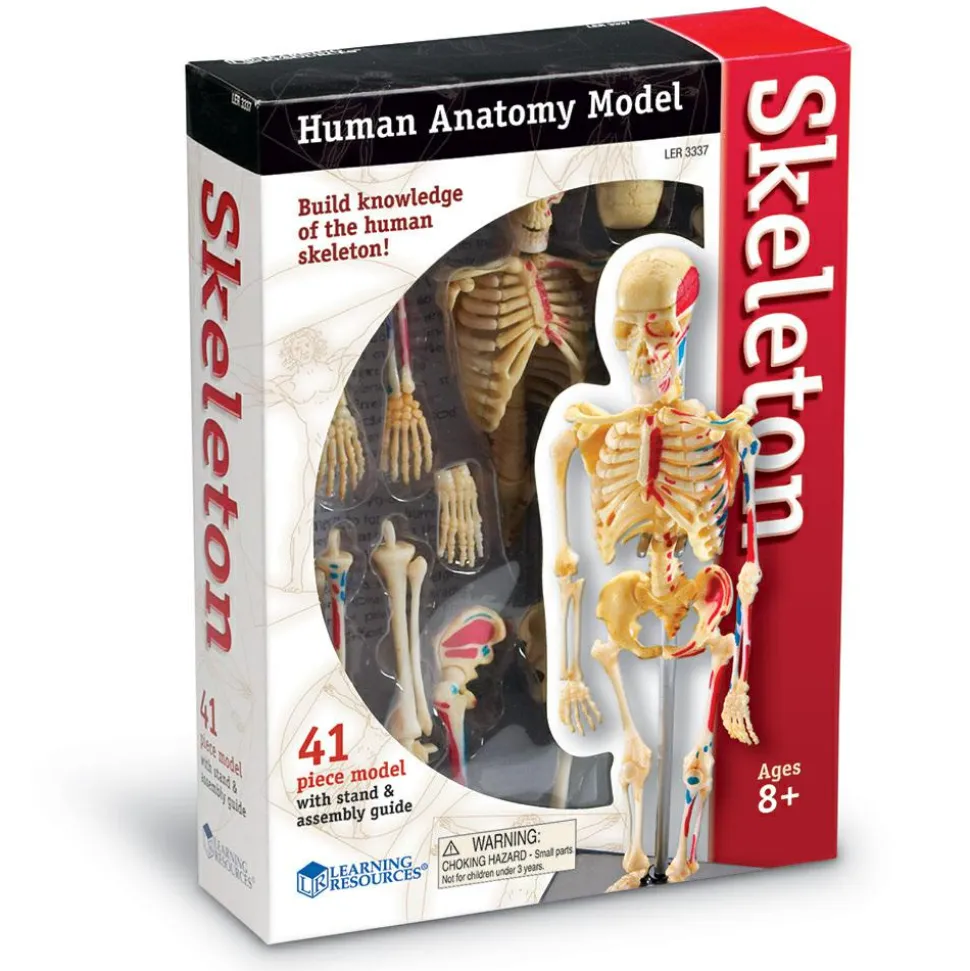 Anatomimodel - Skelet