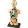 Anatomimodel - Torso