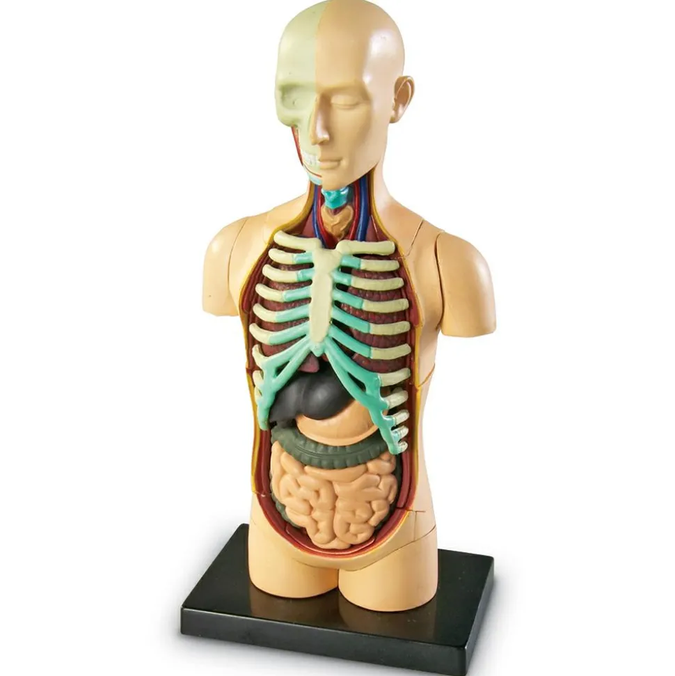 Anatomimodel - Torso