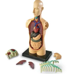 Anatomimodel - Torso