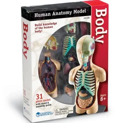 Anatomimodel - Torso