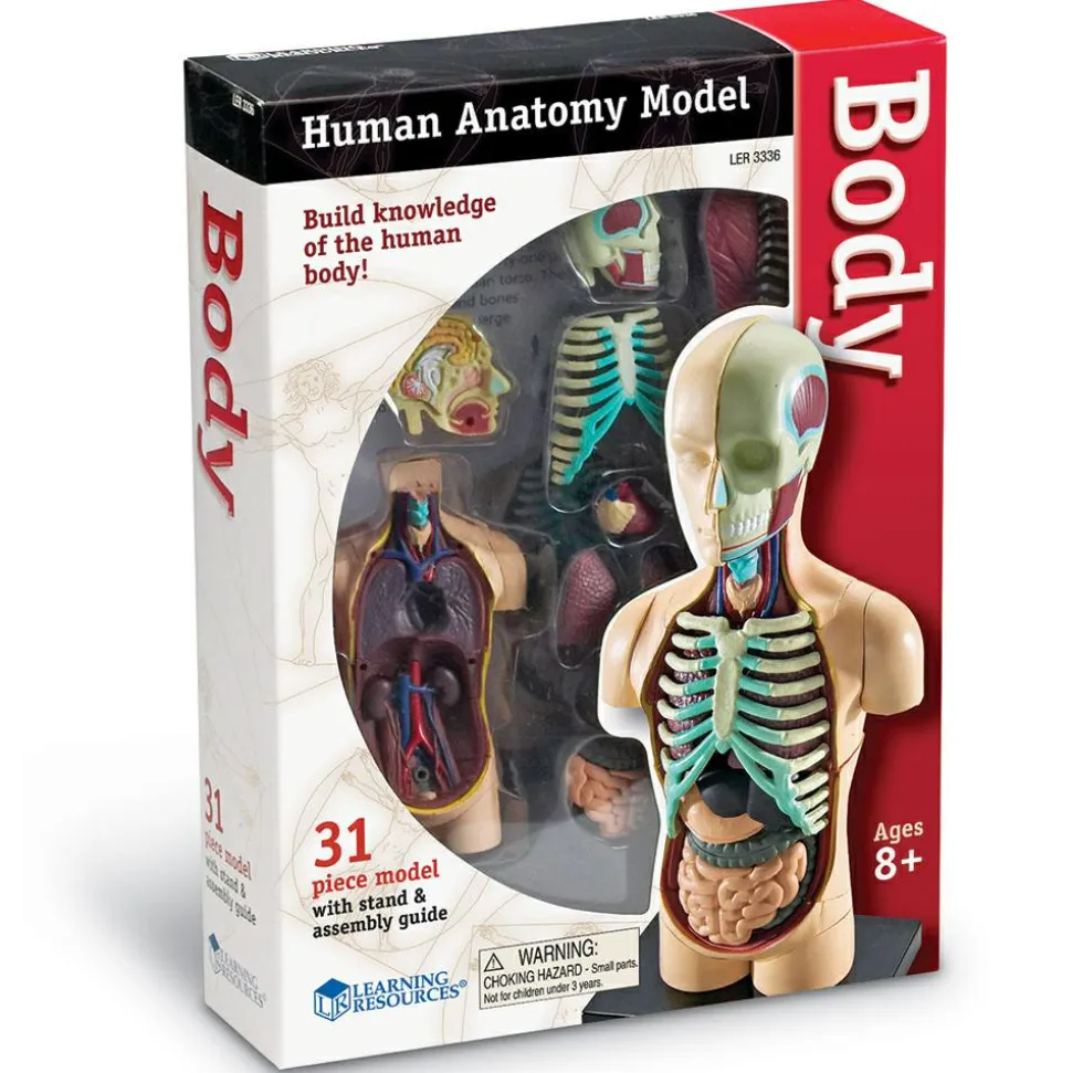 Anatomimodel - Torso