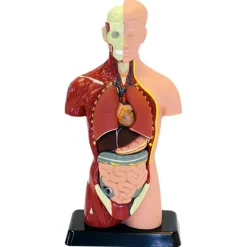 Anatomimodel - Torso, 27cm