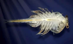 Aqua Dragons i akvarium