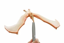Balancerende flyveøgle, Pteranodon