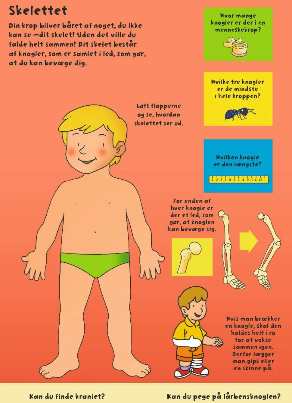 Den store flapbog: Kroppen