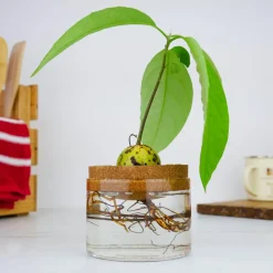 Dyrk din egen avocadoplante