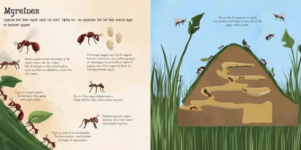 Flapbog - Jeg ser på... Små insekter