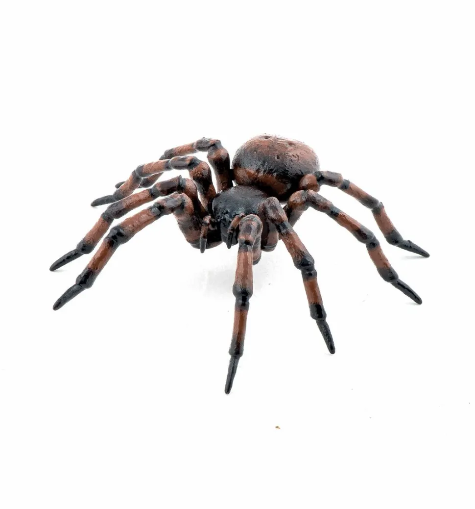 Husedderkop - L: 6,3 cm