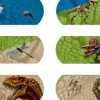 Kompetenceplaster - Dinosaurer, 10 stk