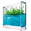 Myreakvarium med planter
