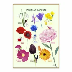 Plakat 50 x 70 cm - Farverne og blomsterne