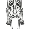 Skelet (glow in the dark) i karton, 120 cm.