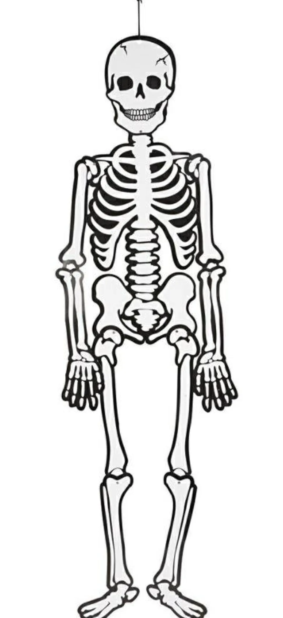 Skelet (glow in the dark) i karton, 120 cm.