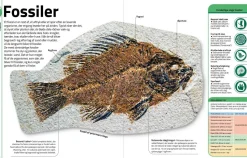 Sten & mineraler... og andre skatte fra naturen