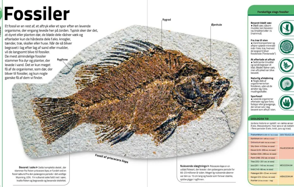 Sten & mineraler... og andre skatte fra naturen