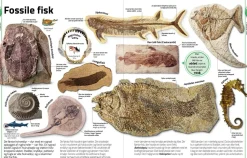 Sten & mineraler... og andre skatte fra naturen