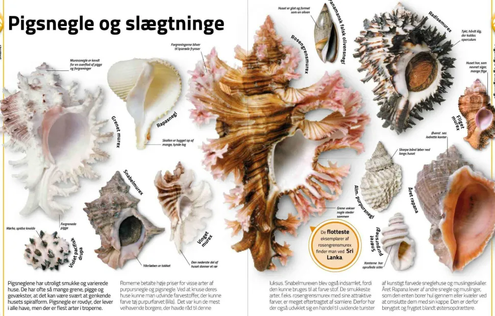 Sten & mineraler... og andre skatte fra naturen