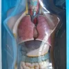 Torso - gennemskåret menneskekrop 50 cm