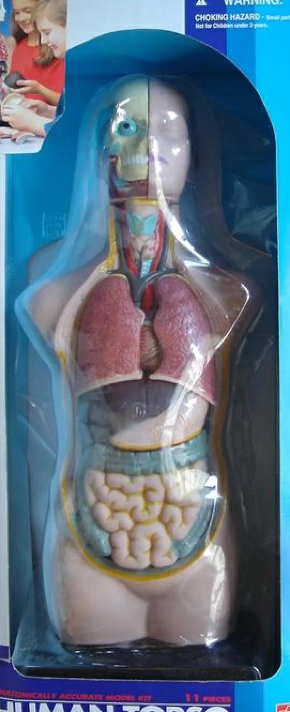 Torso - gennemskåret menneskekrop 50 cm