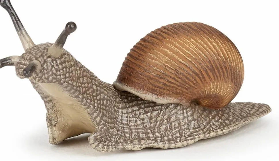 Vinbjergsnegl - L: 6 cm